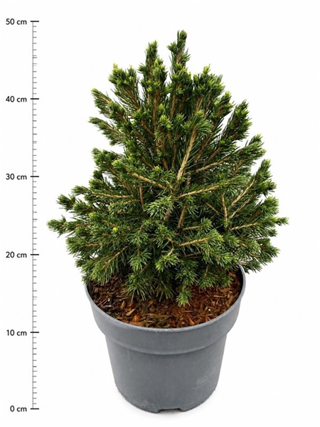 Picea Abies Tompa