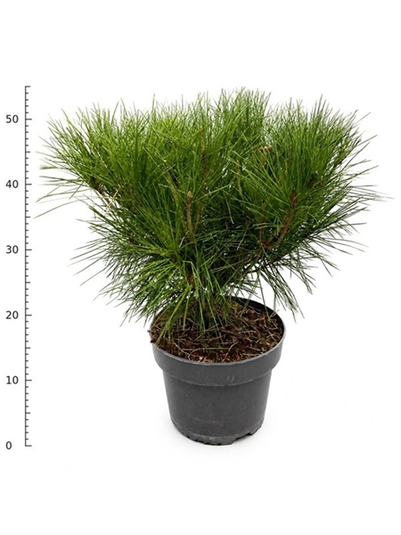 Pinus Densiflora Alice Verkade