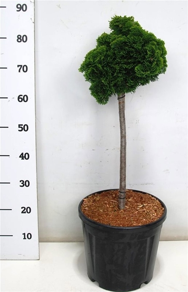 Chamaecyparis Obtusa Nana Gracilis 40cm Stam
