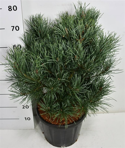 Pinus Sylvestris 'Watereri'