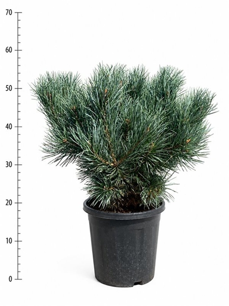 Pinus Sylvestris Watereri