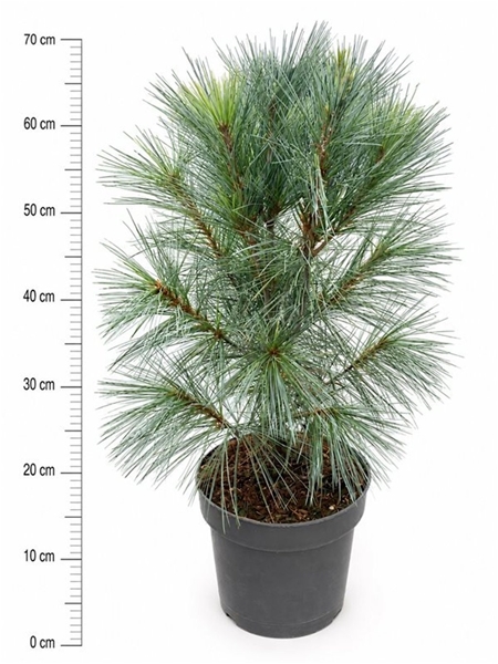 Pinus Strobus Fastigiata