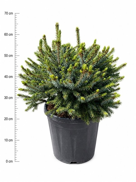 Picea Omorika Nana