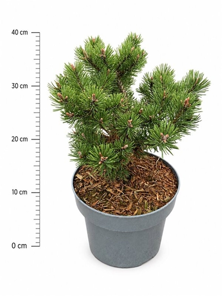 Pinus Mugo Klosters Grün