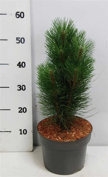 Pinus Nigra 'Green Tower'