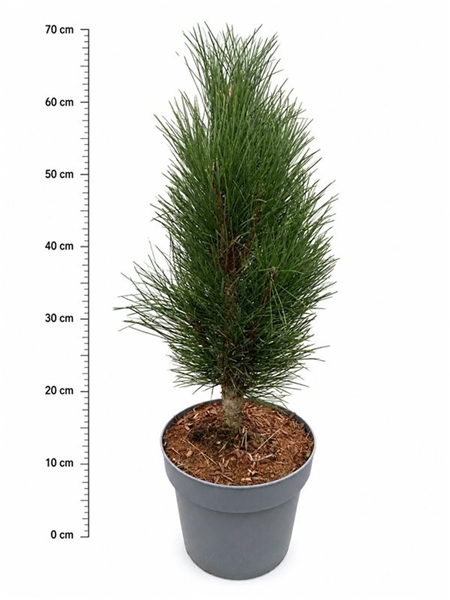 Pinus Nigra Green Tower