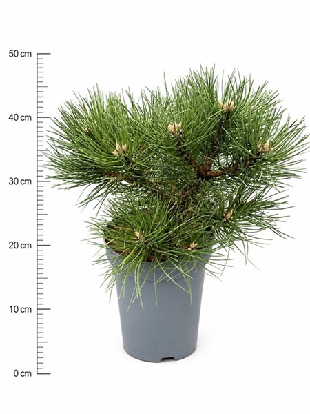 Pinus Nigra Nana