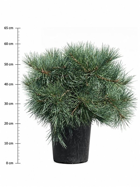 Pinus Sylvestris Repens