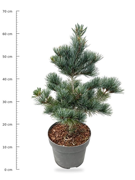 Pinus Parviflora Negishi