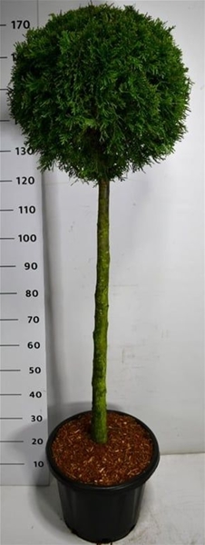 Thuja Occidentalis Smaragd 90cm Stam