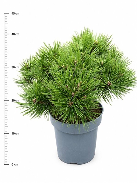 Pinus Densiflora Jane Kluis