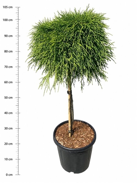 Chamaecyparis Pisifera Sungold 60cm Stam