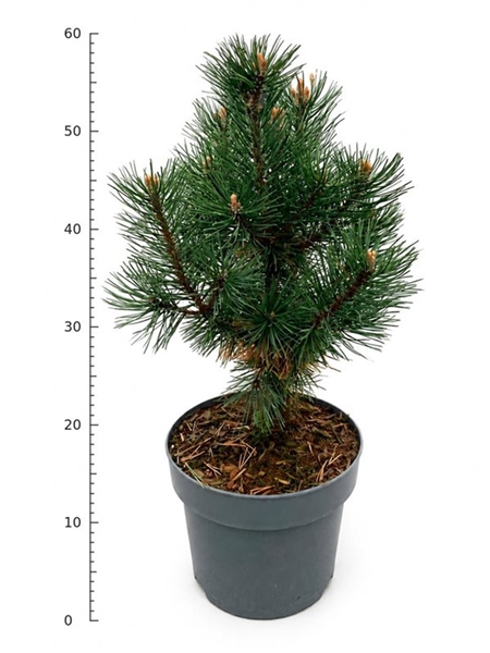 Pinus Mugo Columbo