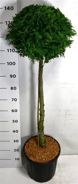 Thuja Occidentalis Brabant 80cm Stam