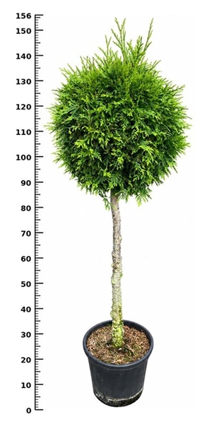 Thuja Occidentalis Brabant 80cm Stam