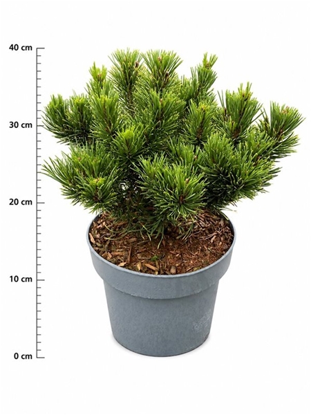Pinus Mugo Carstens Wintergold