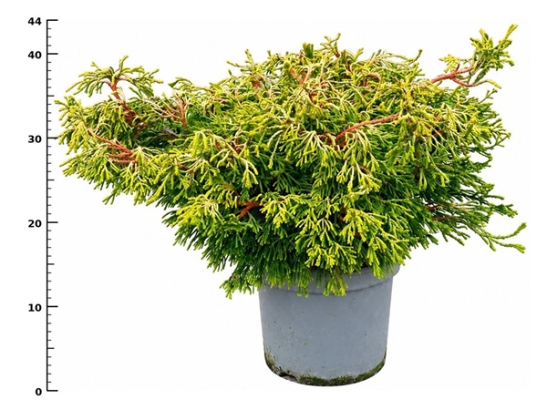 Chamaecyparis Obtusa Gitte