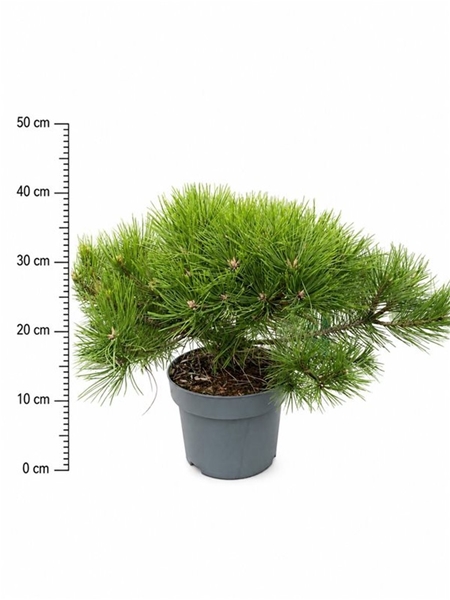 Pinus Densiflora Low Glow