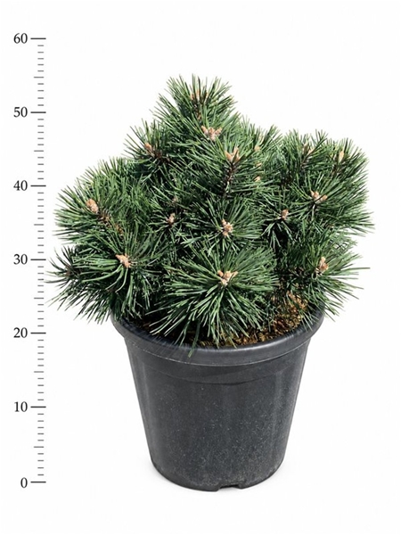Pinus Mugo 'Green Pearl'