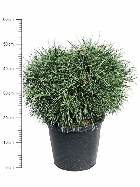Pinus Sylvestris Blue Pearl
