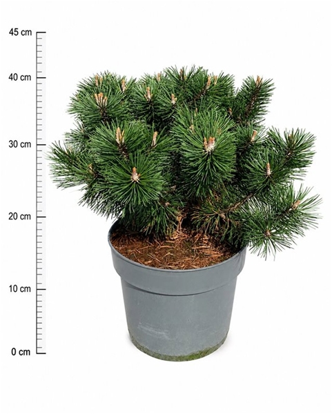 Pinus Mugo Humpy