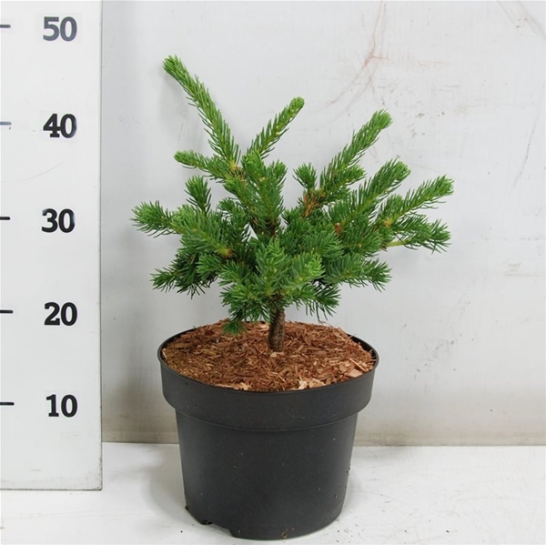 Picea Pungens 'Lucky Strike'