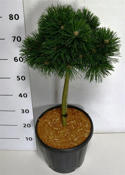 Pinus Mugo 'Green Pearl'