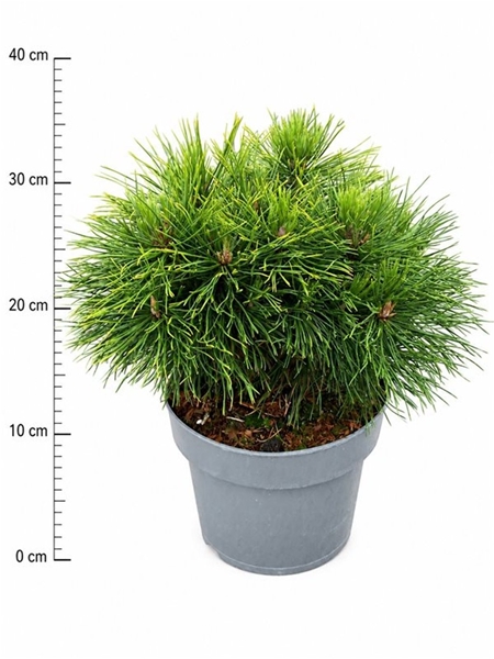 Pinus Mugo Varella