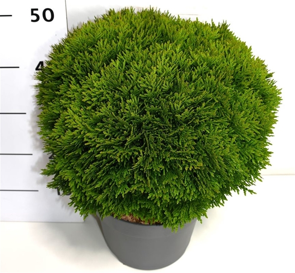 Thuja Occidentalis Danica