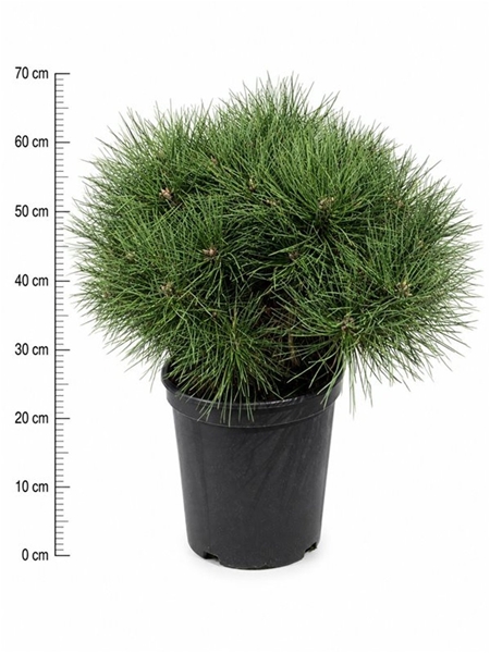 Pinus Nigra Nana