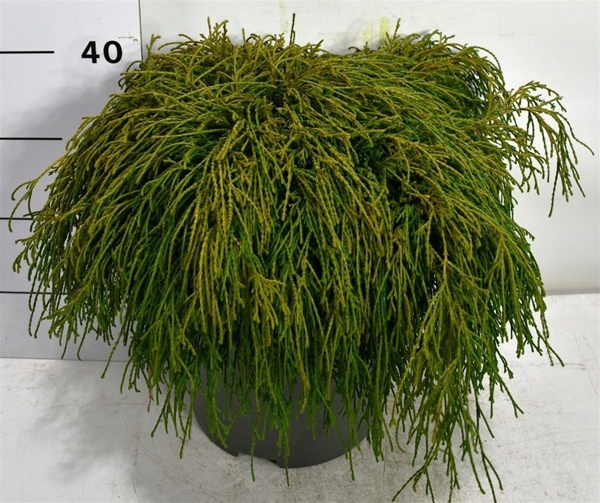 Chamaecyparis Pisifera Filifera Nana