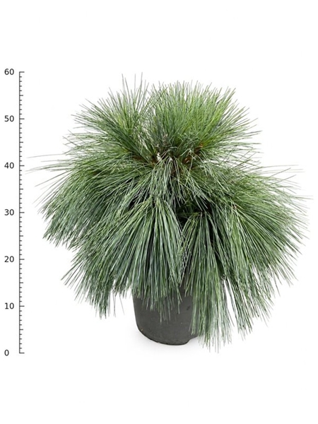 Pinus Schwerinii Wiethorst
