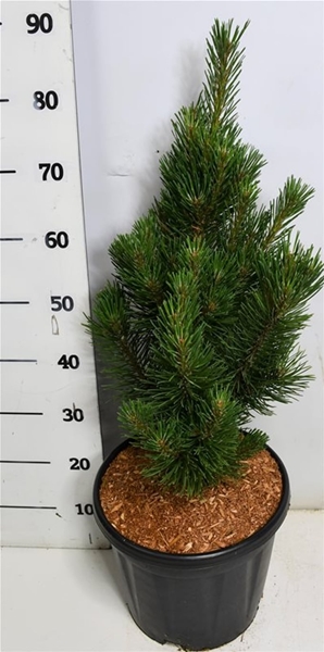 Pinus Mugo 'Rigi'