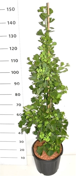 Ginkgo bil. Fastigiata Blagon