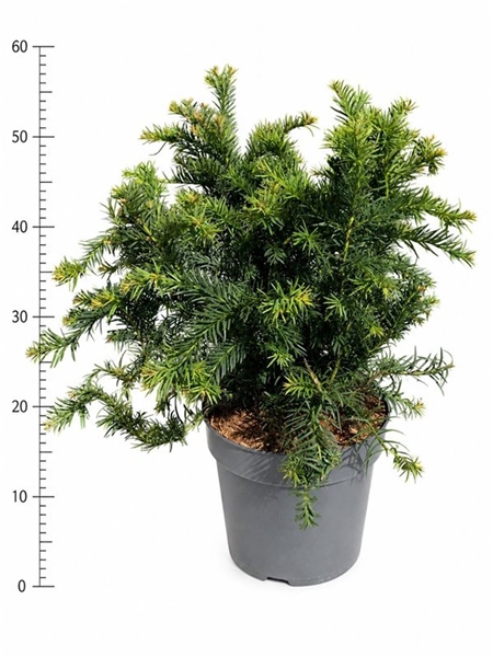 Taxus Baccata Repandens