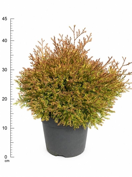 Thuja Occidentalis Fire Chief