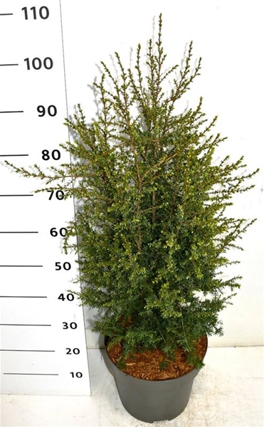 Juniperus Communis Suecica