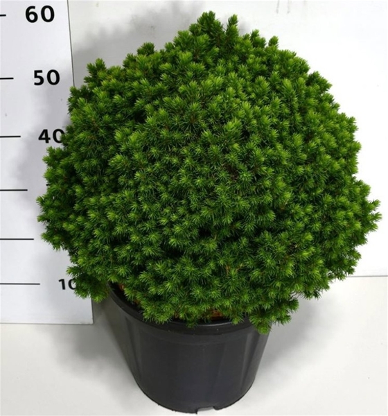 Picea Glauca Alberta Globe