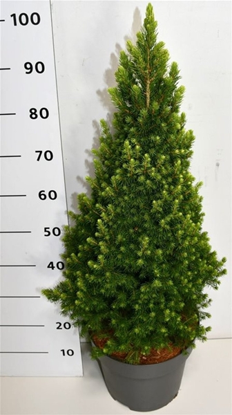 Picea Glauca Rainbows End