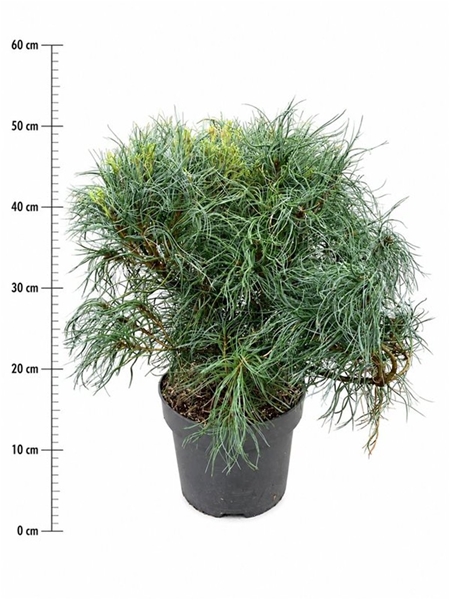 Pinus Strobus Green Twist
