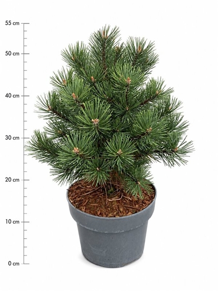 Pinus Mugo Gnom