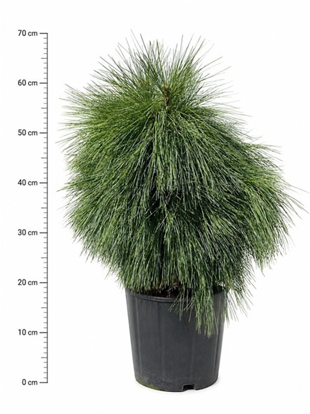 Pinus Schwerinii Wiethorst