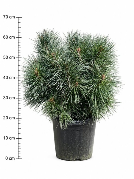 Pinus Sylvestris Chantry Blue