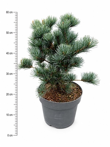 Pinus Parviflora Negishi