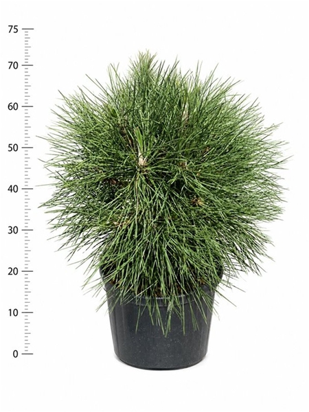 Pinus Nigra Spielberg