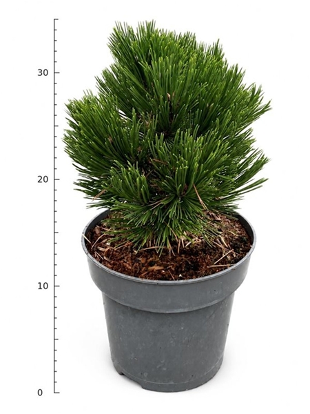 Pinus Leucodermis Schmidtii