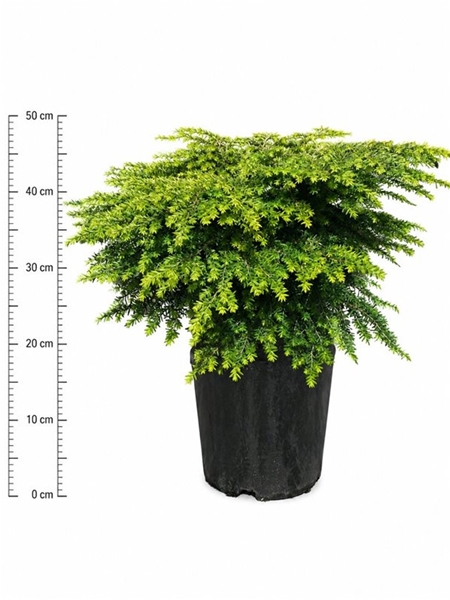 Tsuga Canadensis Green Globe