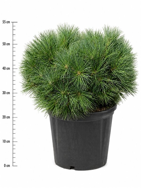 Pinus Strobus Bergmans Mini
