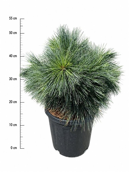Pinus Strobus Reinshaus