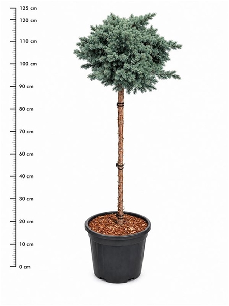 Juniperus Squamata Blue Star Stam